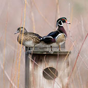 Nesting Box Ducks.jpg